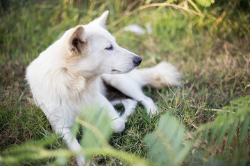 Obraz premium white fog in forest