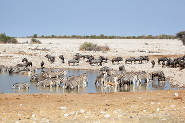 Erbivori che bevono, zebre, gnu, antilopi