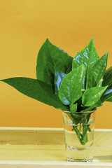 Green leaf vegetables and Thai herb decorated in glasses  on wooden background.
