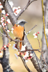 wild bird on spring flowers (梅の木にとまるジョウビタキ)