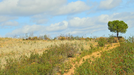 Rural landscape in Algarve, Portugal