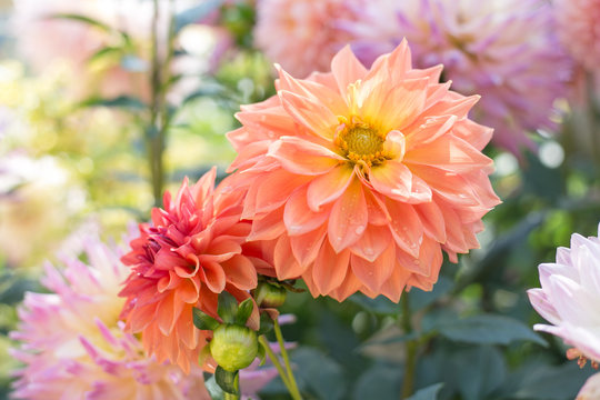 ポットマム Images Browse 73 Stock Photos Vectors And Video Adobe Stock