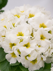 プリムラ・ポリアンサ