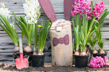 Hyazinthen und Osterglocken pflanzen für Ostern