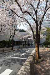 桜満開の桜坂（東京都港区赤坂）