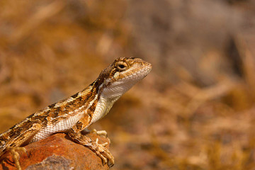Fan-throated lizard, Sitana laticeps , Kolhapur , INDIA