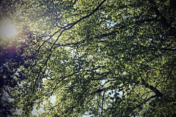 light that filters through the tall trees with vintage effect