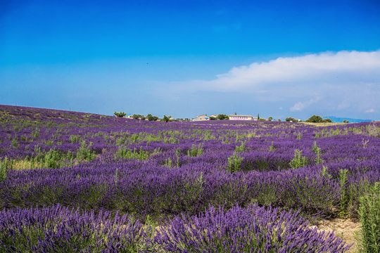 VALENSOLE, FRANCE, JULY, 03, 2015 - Lavender fields and factories near the village of Valensole, Provence, France.
