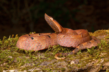 Hump-nosed viper, Hypnale hypnale , Goa, INDIA