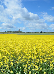 Fototapeta premium am Kap Arkona auf der Insel Rügen,Ostsee,Mecklenburg-Vorpommern,Deutschland
