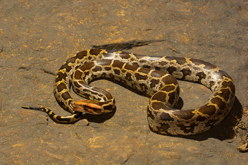 Indian rock python, Python molurus , Aarey Milk Colony , INDIA