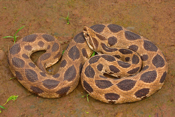 Russell's viper , Daboia russelii , Aarey Milk Colony , INDIA