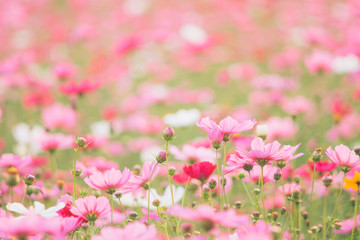 Obraz premium Cosmos flowers on sunlight and clear sky.