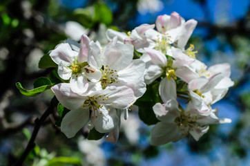 Obraz na płótnie Canvas Blossoming branch of the apple tree