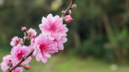Obraz premium Pink peach blossom in the garden.