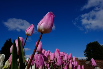 チューリップ