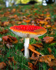 Amanita muscaria in Autumn.