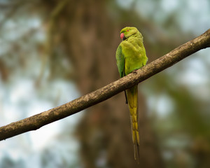 Rose Ringed Parakeet perched on a branch.