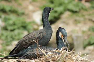 Eltern im Nest