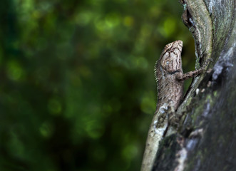 Oriental garden lizard or Calotes versicolor on the wood in tropical forest asia, reptile animals.