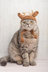 Scottish cat in hat