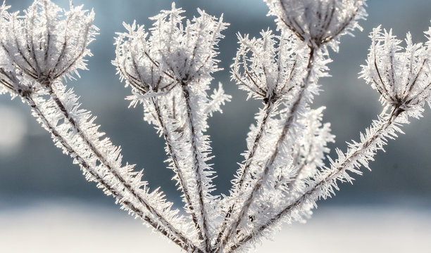 eisbl&uuml;ten