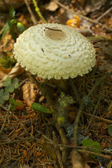 Parasol mushroom