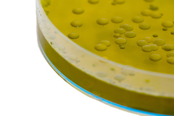 Closeup for plate Bacteria culture growth on Selective media, vibrio spp