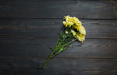 Wonderful yellow chrysanthemum on a black textured wooden background