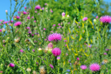 Fototapeta premium Field with Silybum marianum (Milk Thistle) , Medical plants.