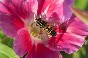 Tiger Hoverfly (Helophilus pendulus)