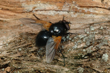 Noon Fly (Mesembrina meridana) on wood