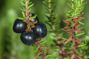 Crowberries (Empetrum nigrum)