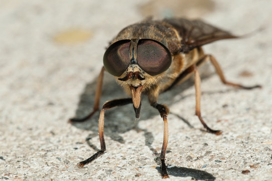 Female Horsefly (Tabanus sudeticus)