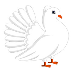 White pigeon, dove