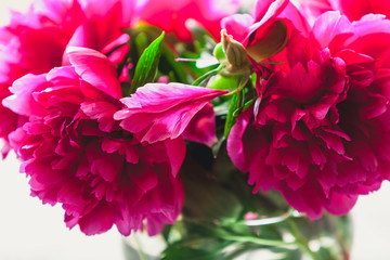 Fototapeta premium red peonies in glass vase stand on table