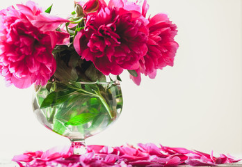 Bouquet of red peonies in vase on white background