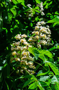 Flowers of the chestnut tree