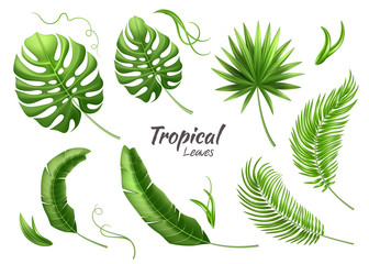 Naklejka premium Vector realistic tropical leaves exotic vacation