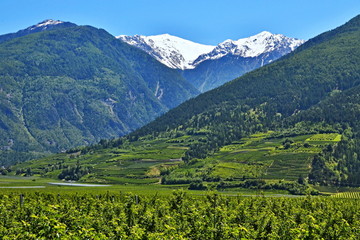Fototapeta na wymiar Italian Alps-view of the Stelvio and apple orchards