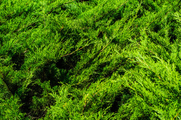 Thuja bushes in a city park