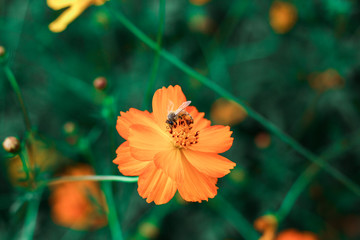 Beautiful orange cosmos flower and bee