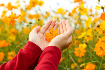 Beautiful orange cosmos flower on hand