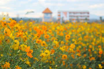 Beautiful yellow cosmos flower garden