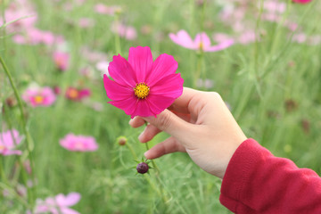 Beautiful pink cosmos flower on hand