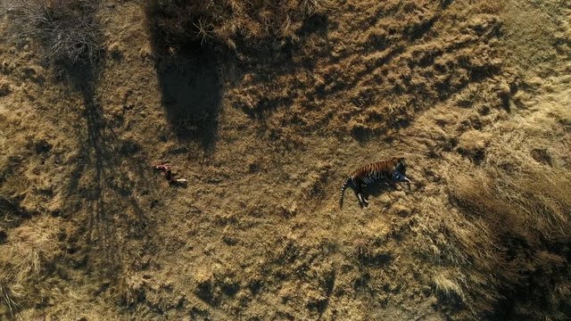 tiger lays down after hunt 4k60p aerial