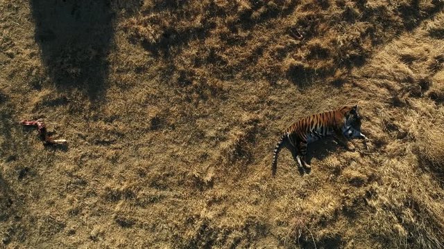 aerial tiger laying down with kill 4k60p slow motion