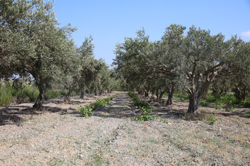 Olive Plantation near Marsala on Sicily. Italy