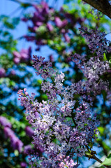 Lilac flowers on spring
