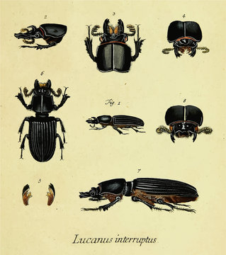 bess beetle historic #colored #vector - Coleoptera - Zuckerkäfer